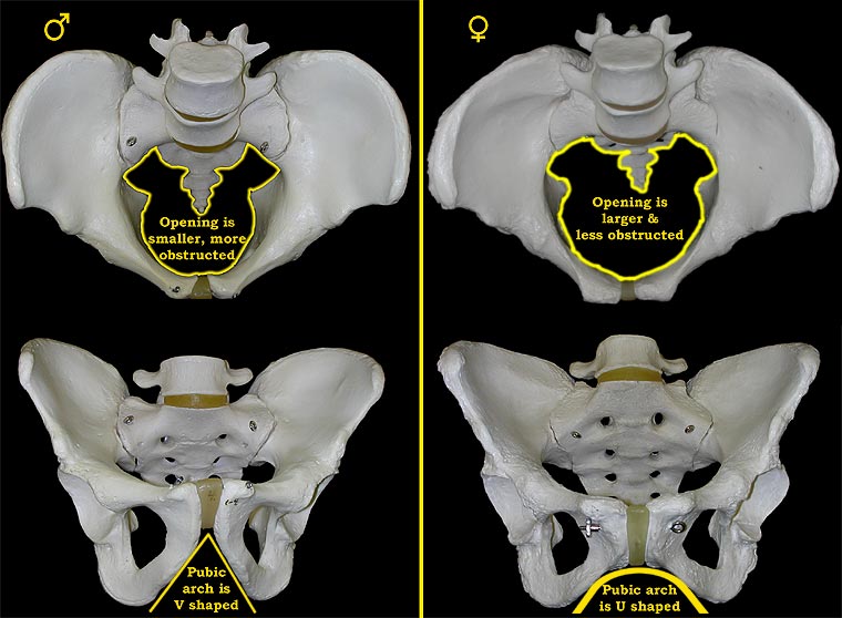 The Differences Between The Male And Female Pelvis